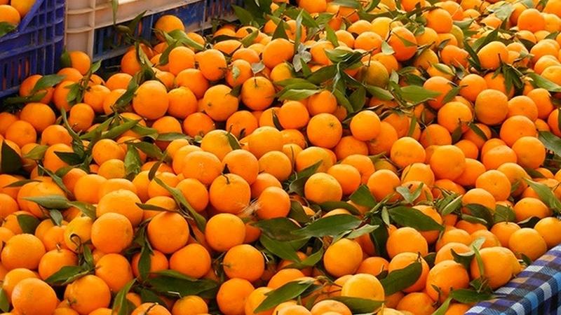सुन्तलालाई राष्ट्रिय फल घोषणा