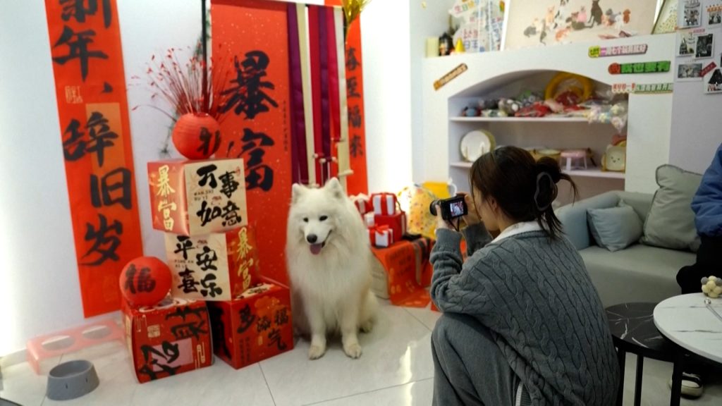 चीनमा घरपालुवा जनावरको हेरचाह गर्ने रोजगारीको नयाँ अवसर